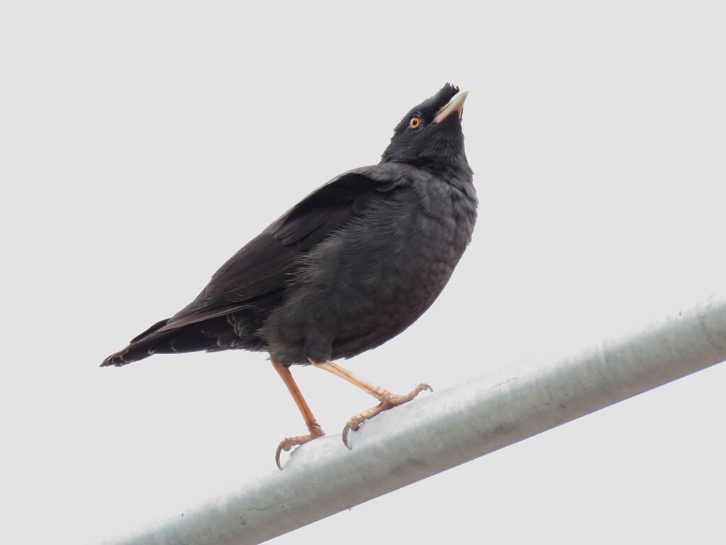 Crested Myna