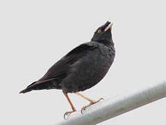 Crested Myna