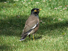 Common Myna