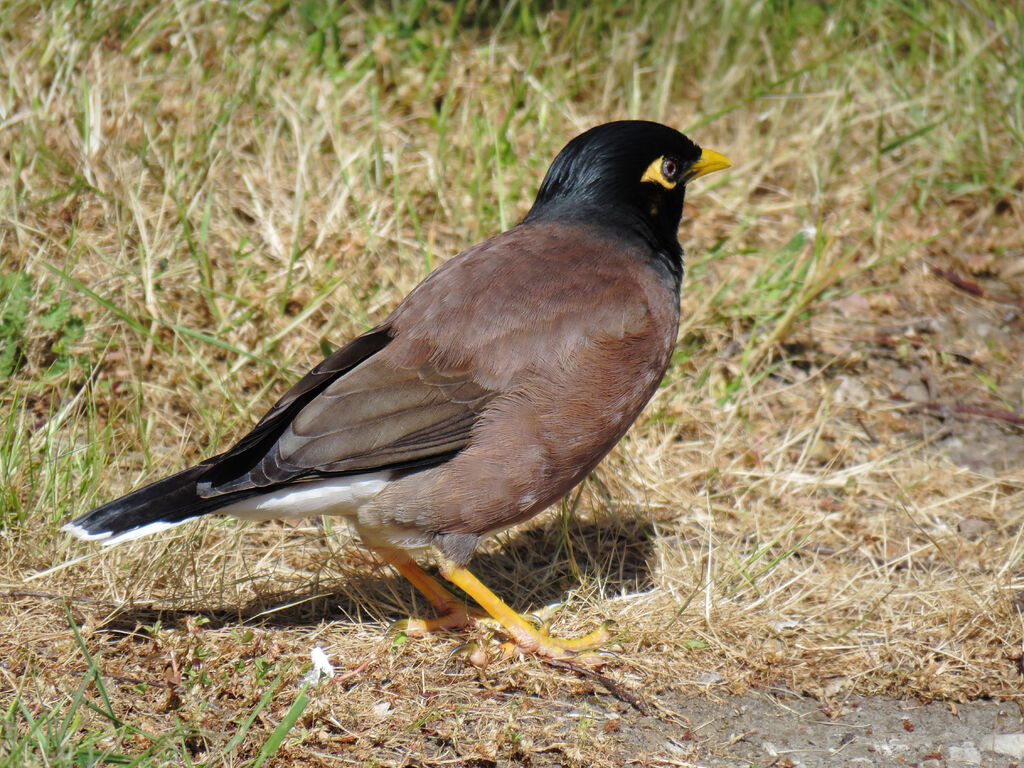 Common Myna