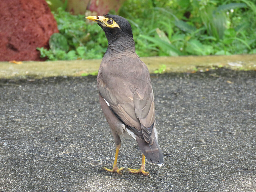 Common Myna