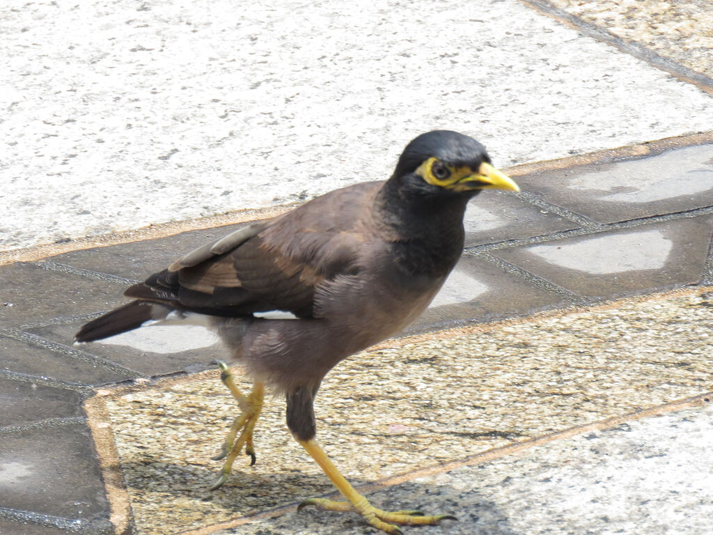 Common Myna