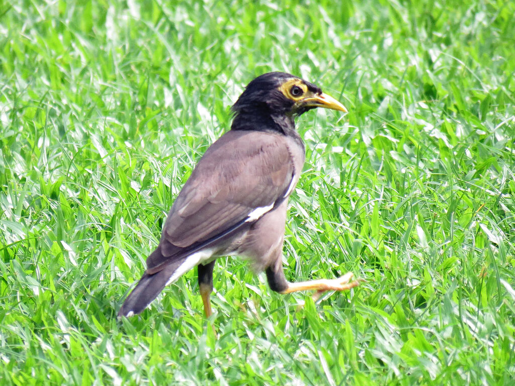 Common Myna