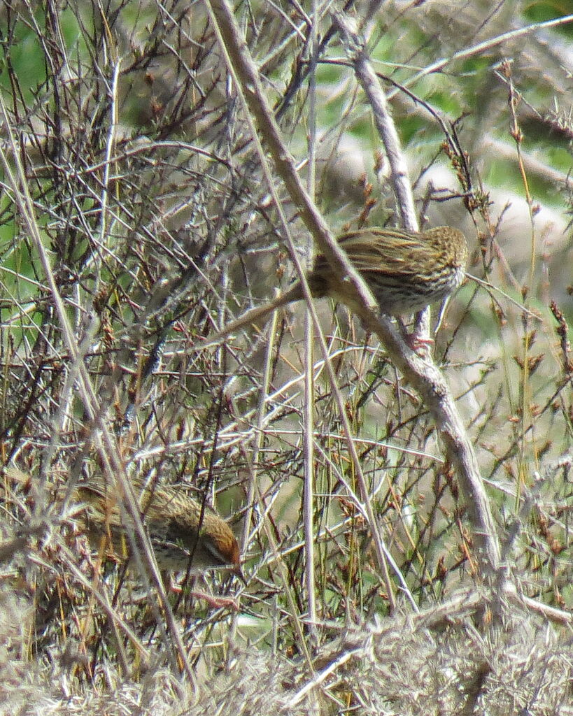 New Zealand Fernbird