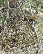 New Zealand Fernbird