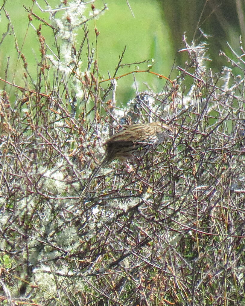 New Zealand Fernbird