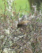 New Zealand Fernbird