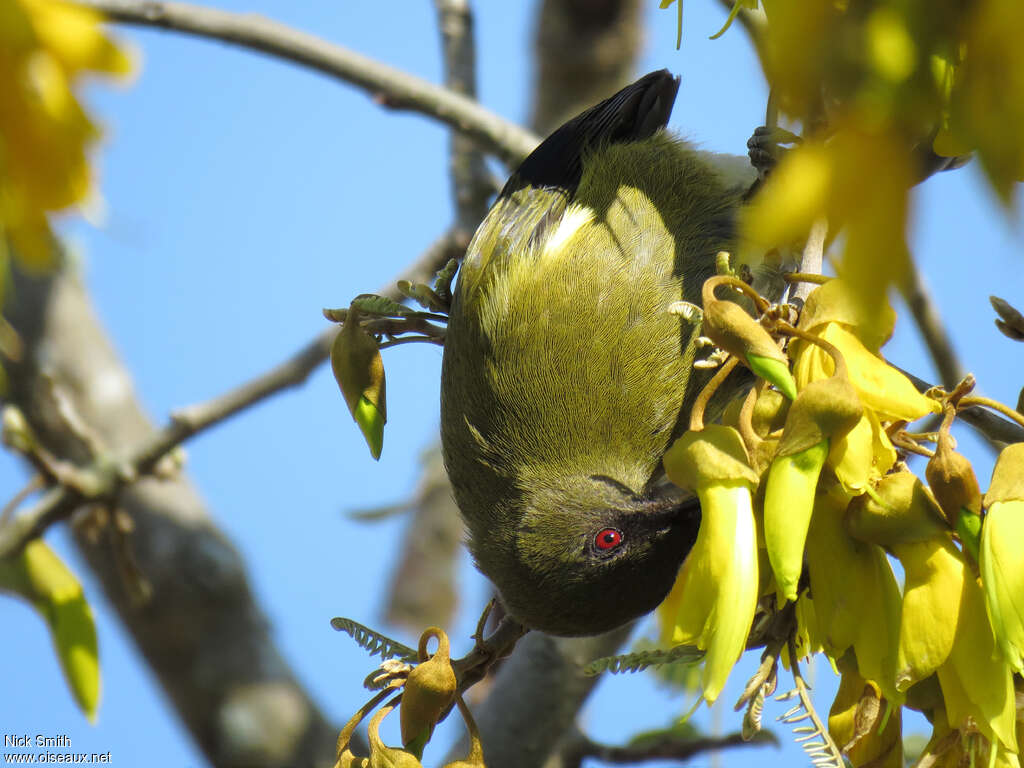 New Zealand Bellbirdadult, feeding habits