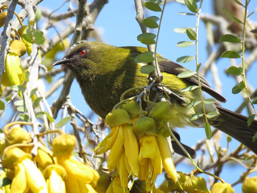 New Zealand Bellbird