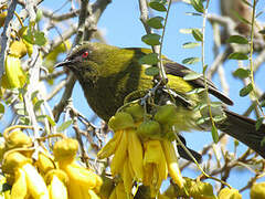 New Zealand Bellbird