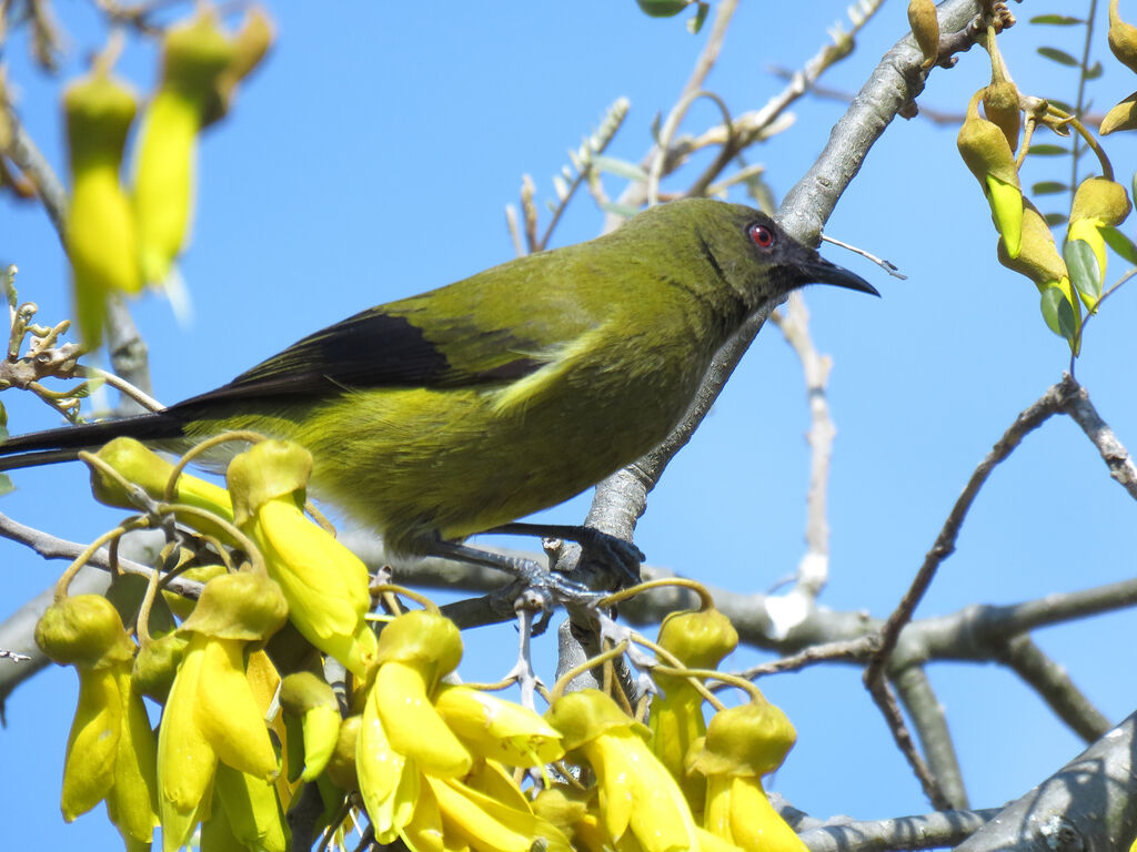 New Zealand Bellbird