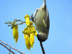 New Zealand Bellbird