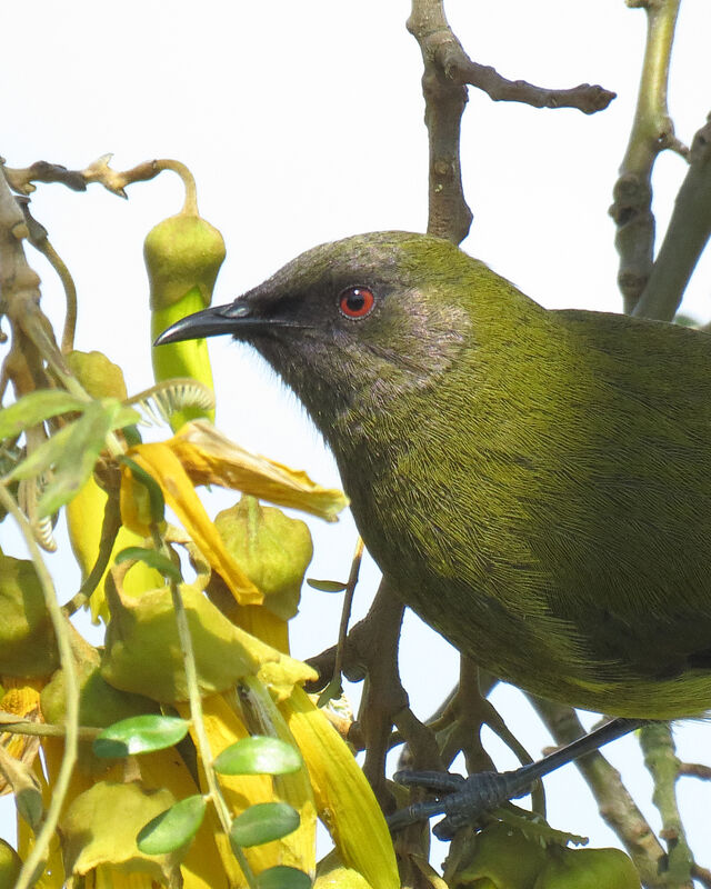 New Zealand Bellbird, close-up portrait