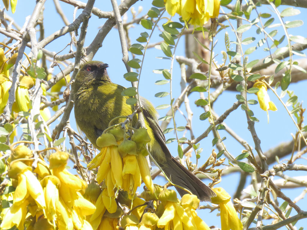 New Zealand Bellbird