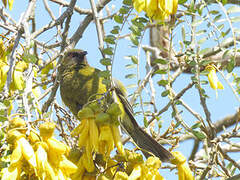 New Zealand Bellbird