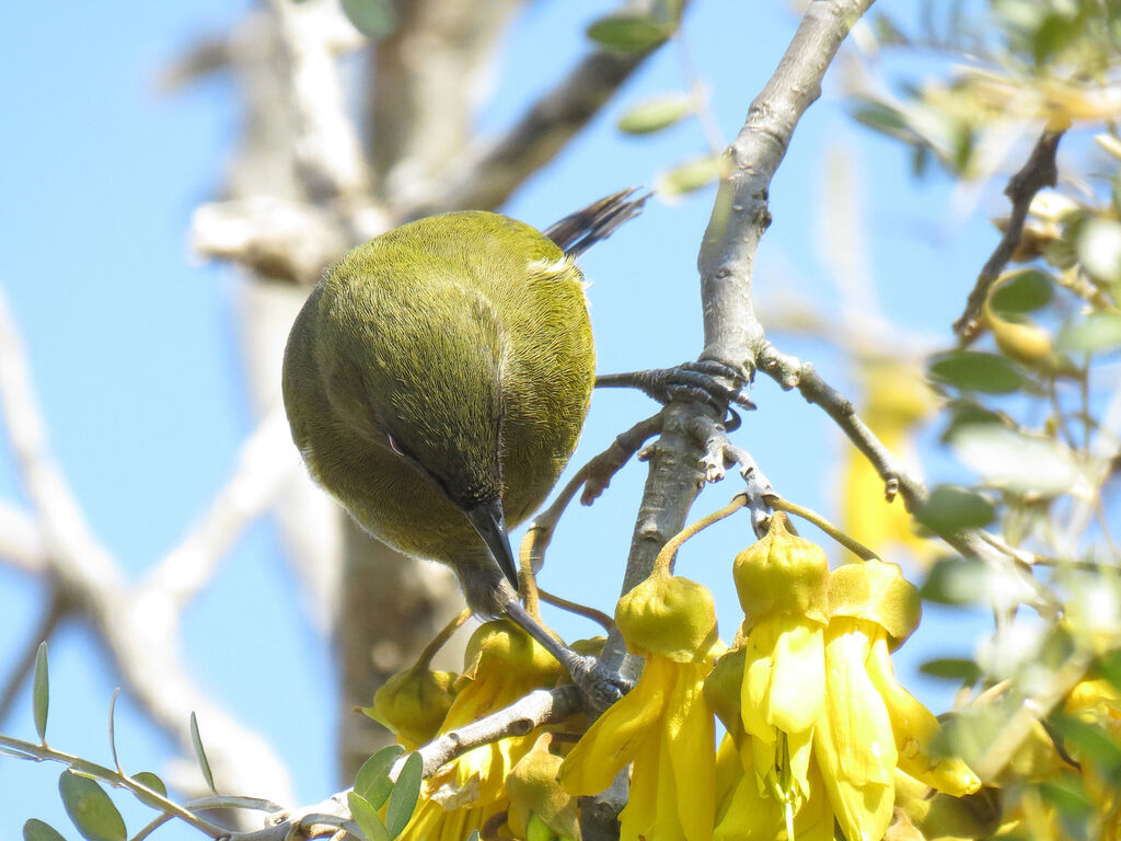 New Zealand Bellbird