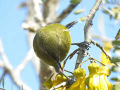 New Zealand Bellbird