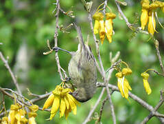 New Zealand Bellbird