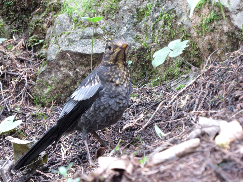 Grey-winged Blackbirdimmature