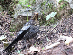 Grey-winged Blackbird