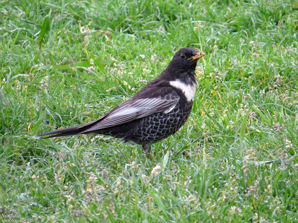 Ring Ouzel male adult breeding, identification