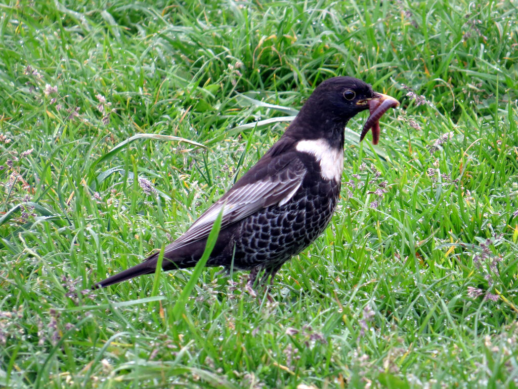 Ring Ouzel male