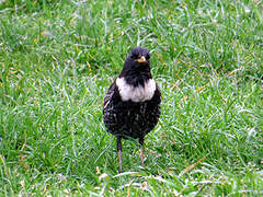 Ring Ouzel