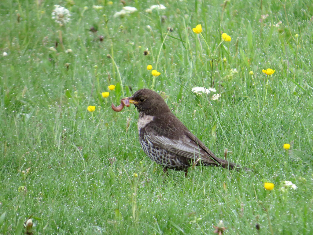 Ring Ouzel