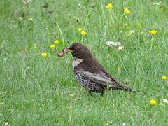 Ring Ouzel