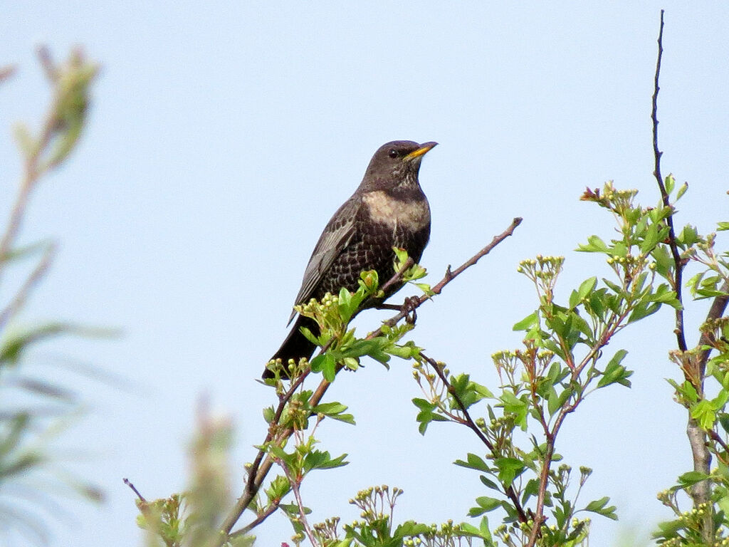 Ring Ouzel