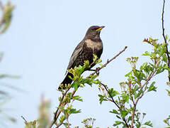 Ring Ouzel