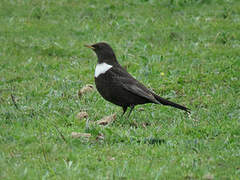 Ring Ouzel