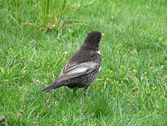 Ring Ouzel