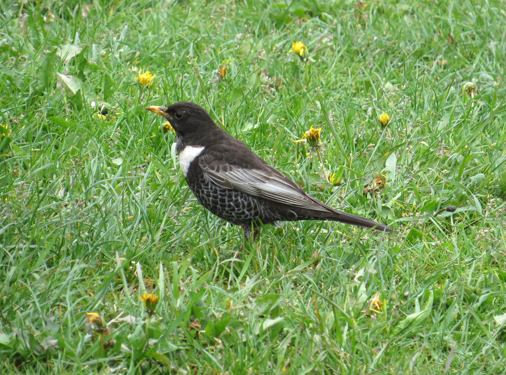 Ring Ouzel