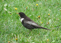 Ring Ouzel