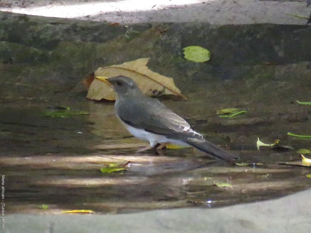 African Thrush