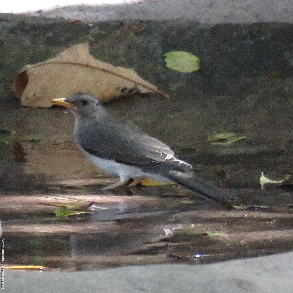 African Thrush