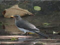 African Thrush