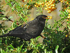 Common Blackbird