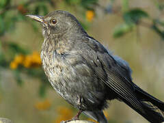 Common Blackbird