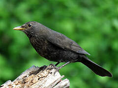 Common Blackbird