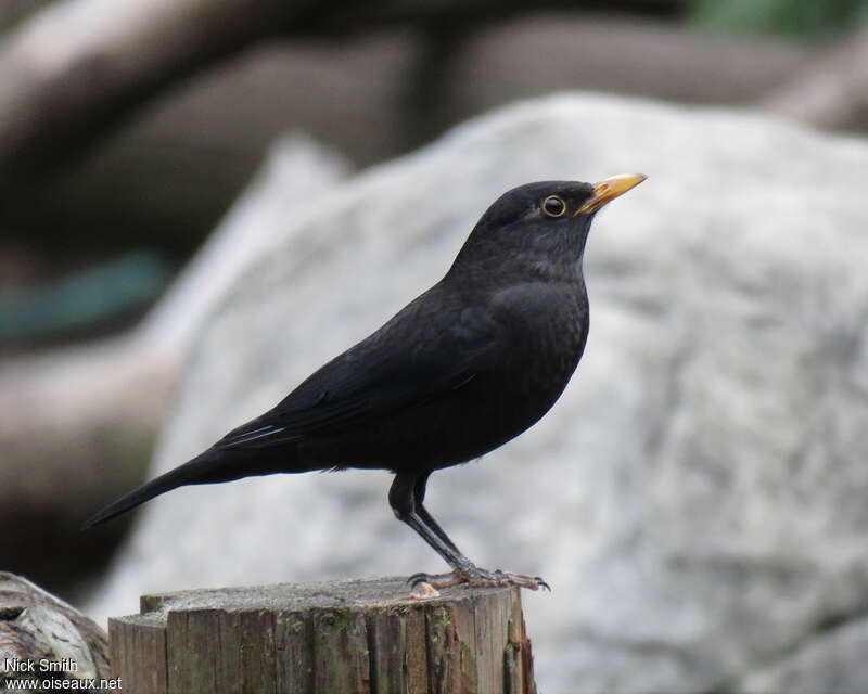 Chinese Blackbird male adult, identification