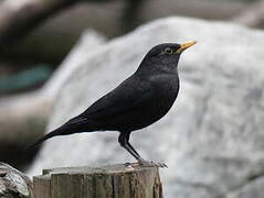 Chinese Blackbird