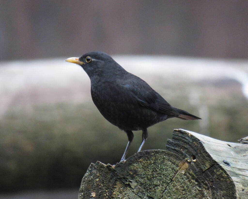 Chinese Blackbird