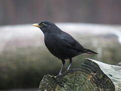 Chinese Blackbird