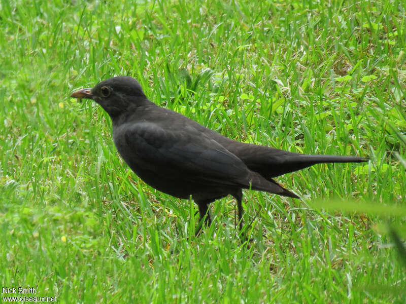 Chinese Blackbird female adult, identification