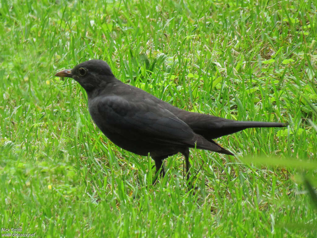 Merle oriental femelle adulte, identification