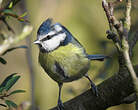 Mésange bleue