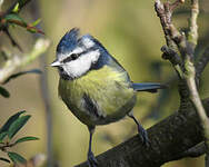 Mésange bleue