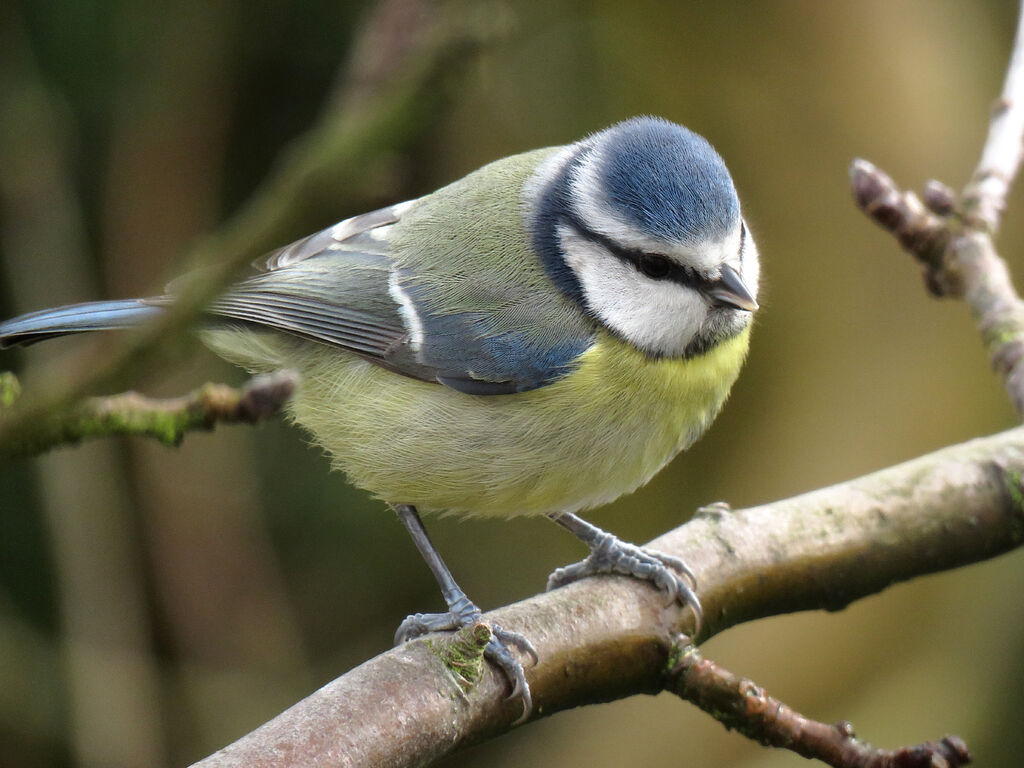 Eurasian Blue Tit